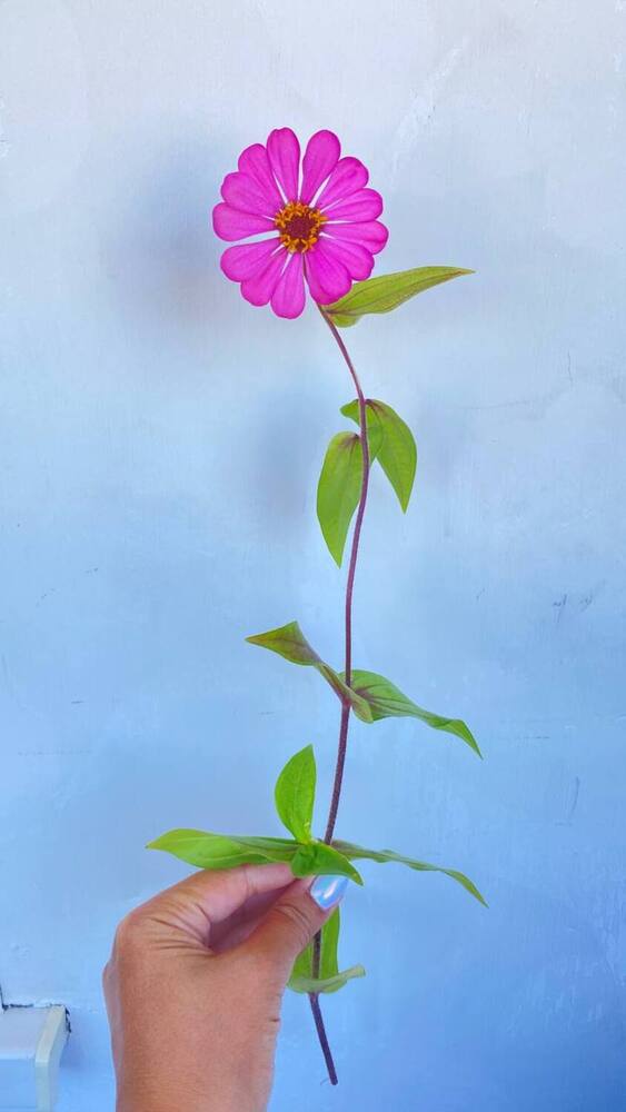 Циния в руке