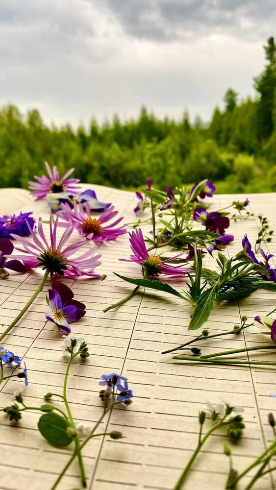 Хаос цветов