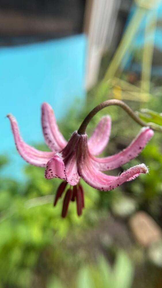 Сибирская саранка