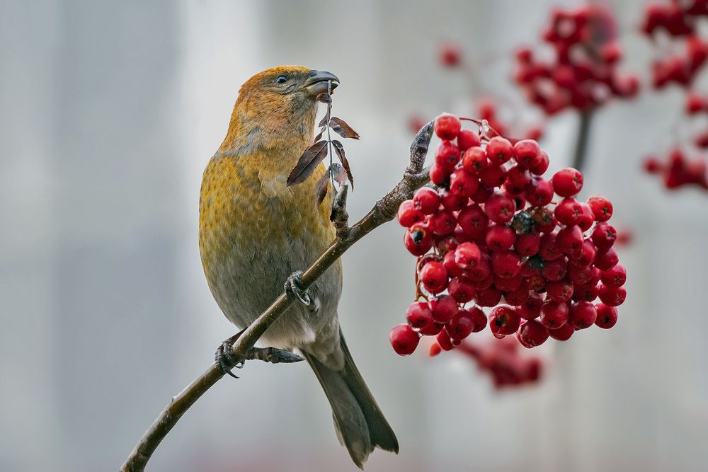 Photograph by Олег Колмаков