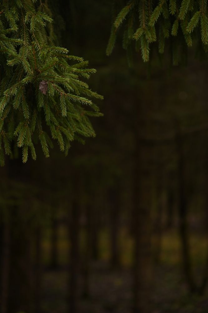Photograph by Elvira Ner