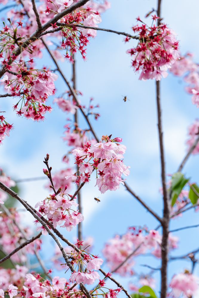 Photograph by Эмилия Лаце