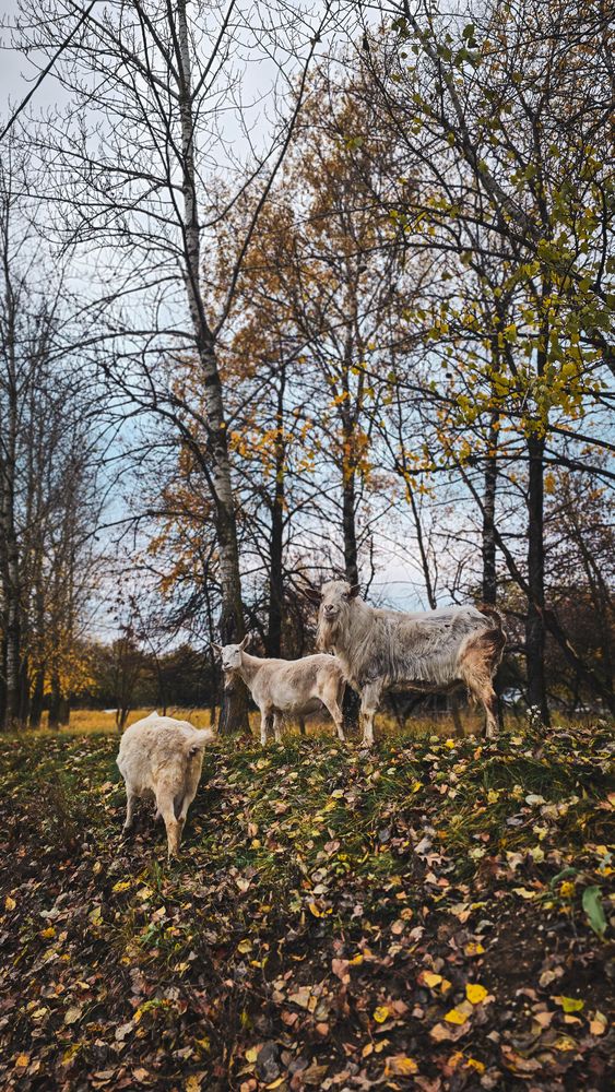Photograph by Юлия Киш