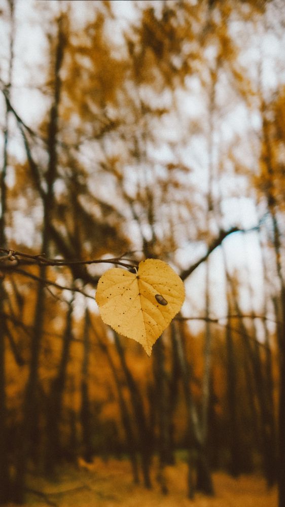 Photograph by Юлия Киш