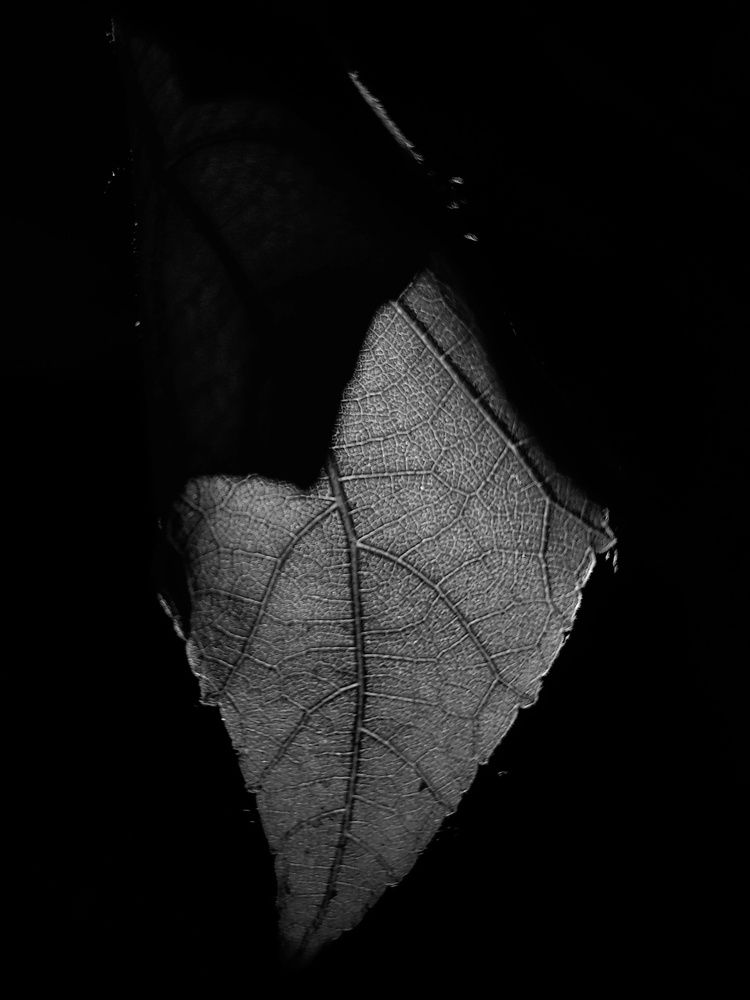 Photograph by Priyanbada Sarkar