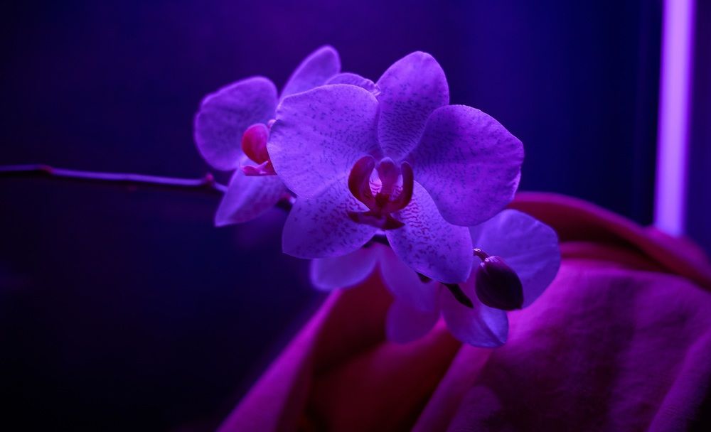 Photograph by Михаил Шевцов