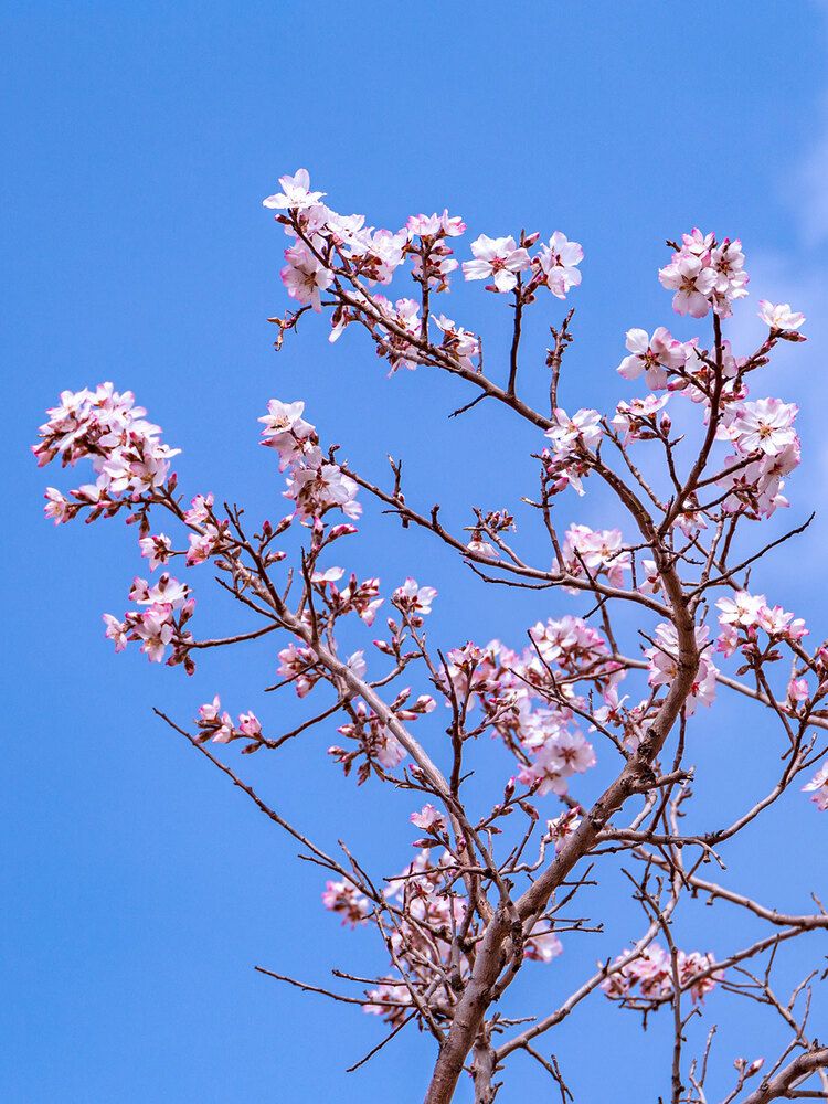 Photograph by Davoud Naeimi