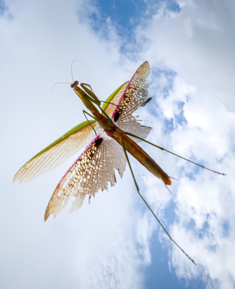Mantis in the clouds
