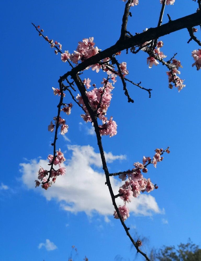 Spring  in Melbourne,  Australia