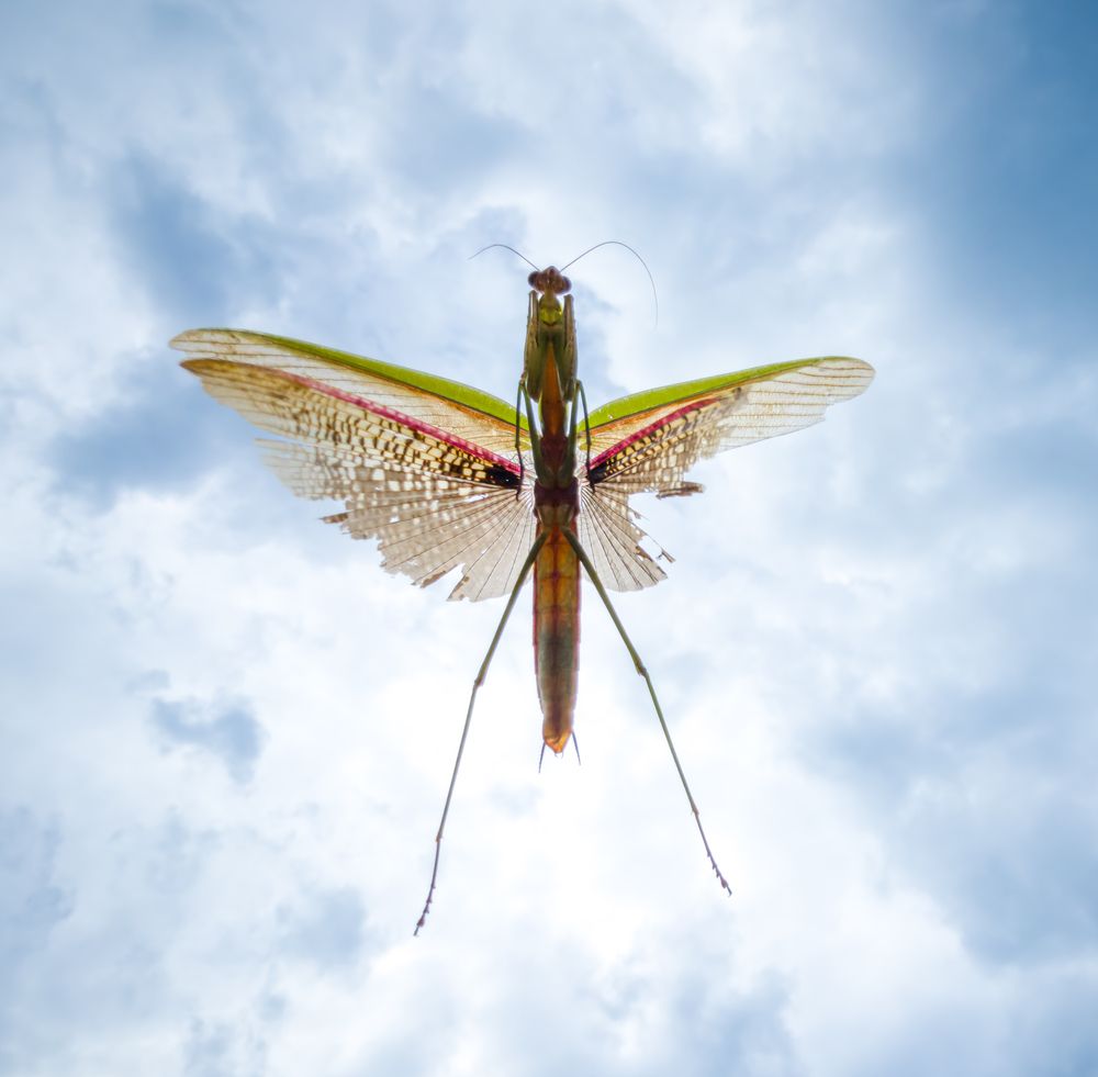 Praying Mantis in the Heavens