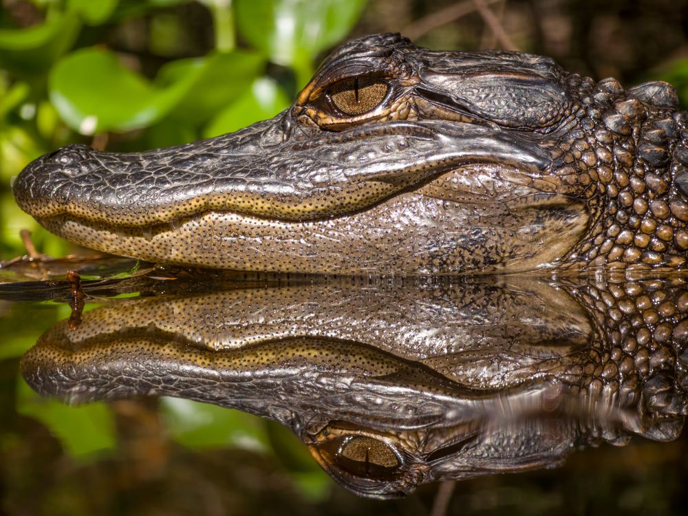 Reflections of a Young Gator