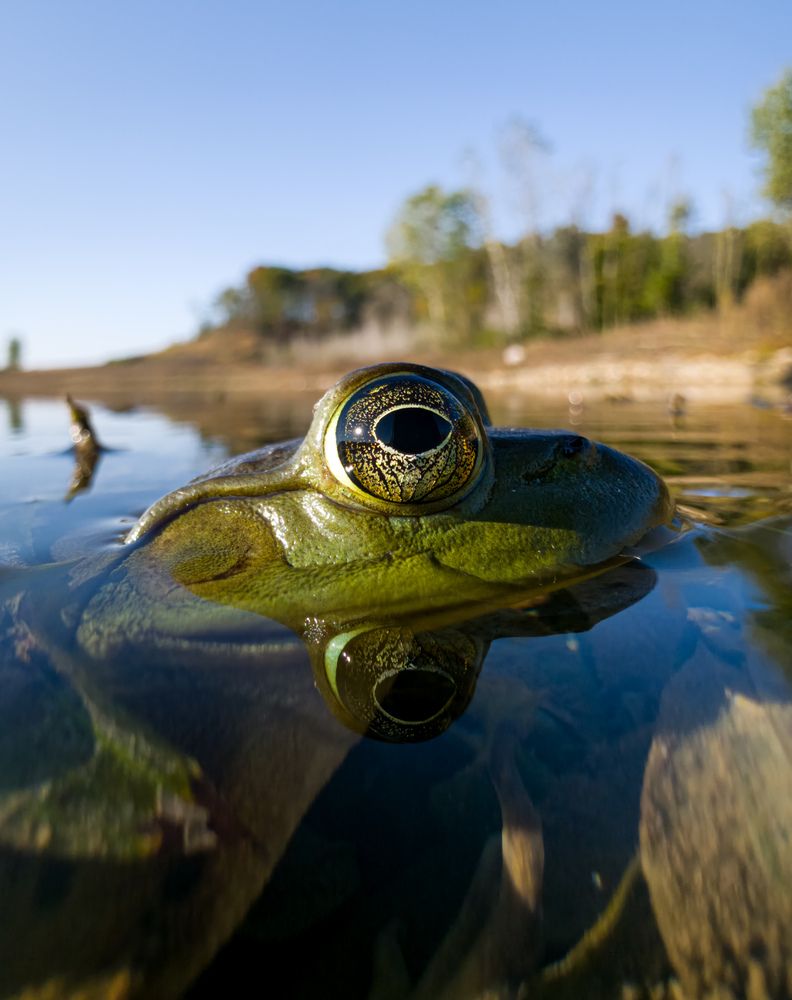 Reflection of a giant