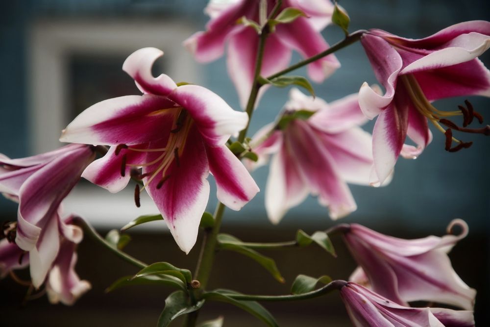 Photograph by Микрокосмос Владимир