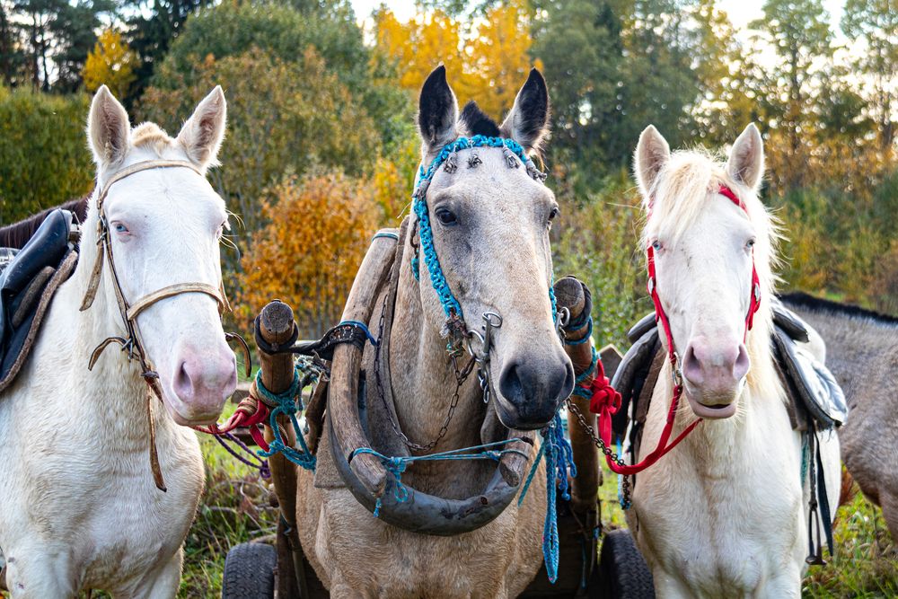 Photograph by Вячеслав Рудинский