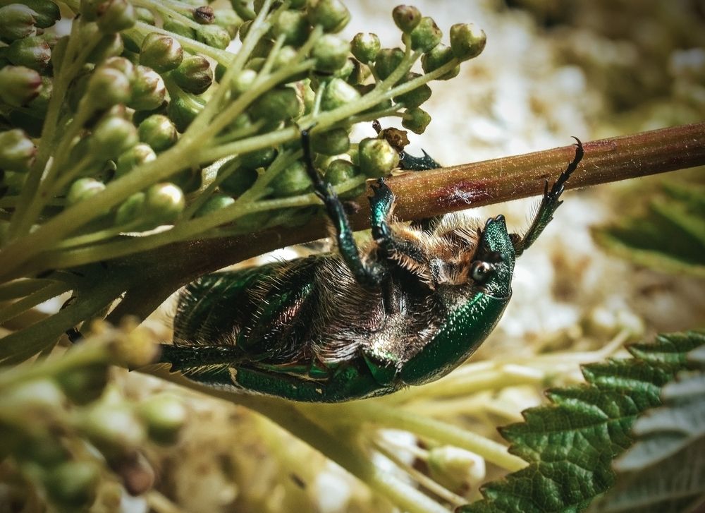 Бронзовка на таволге