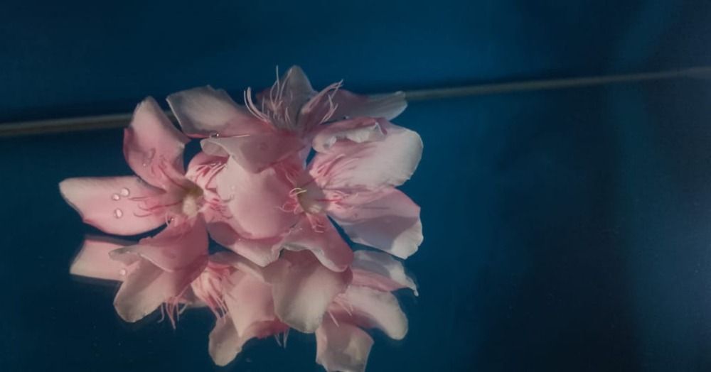 Oleander- soft pink