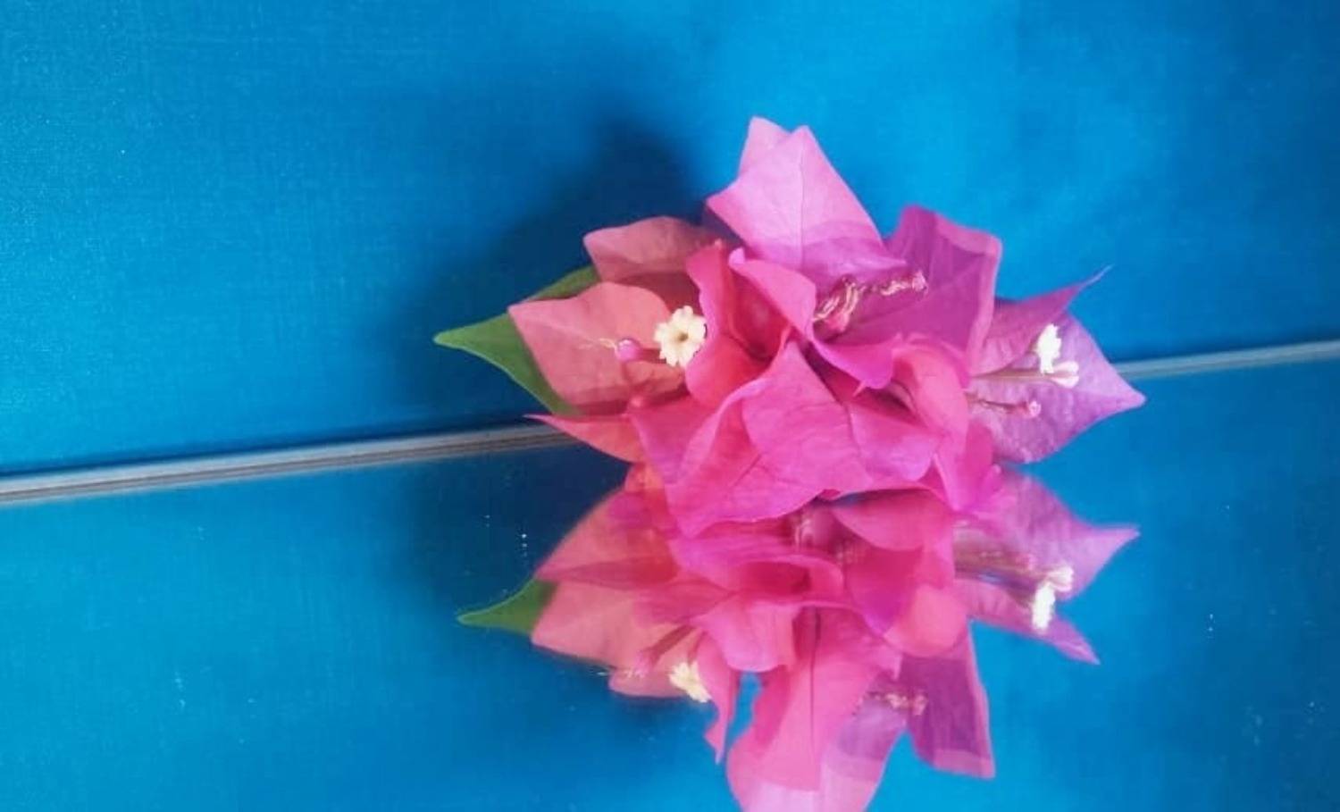 Harmonic Contrast: Bougainvillea & Blue