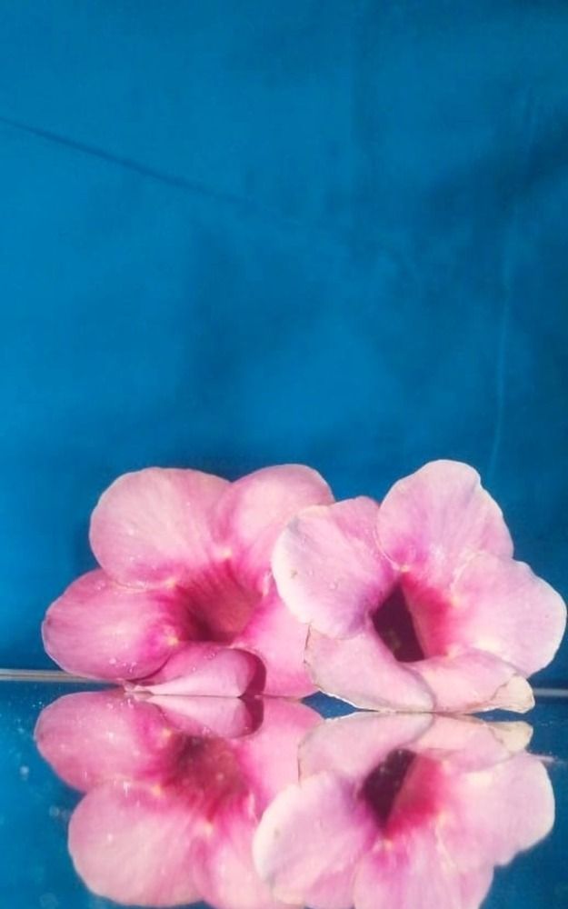 Pink Allamanda
