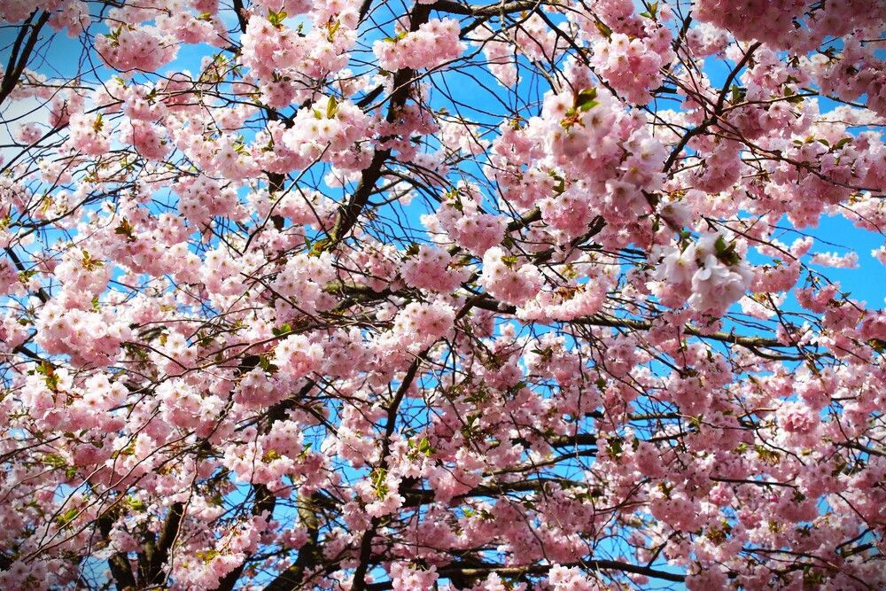 Photograph by ILONA OTRUTSKAYA