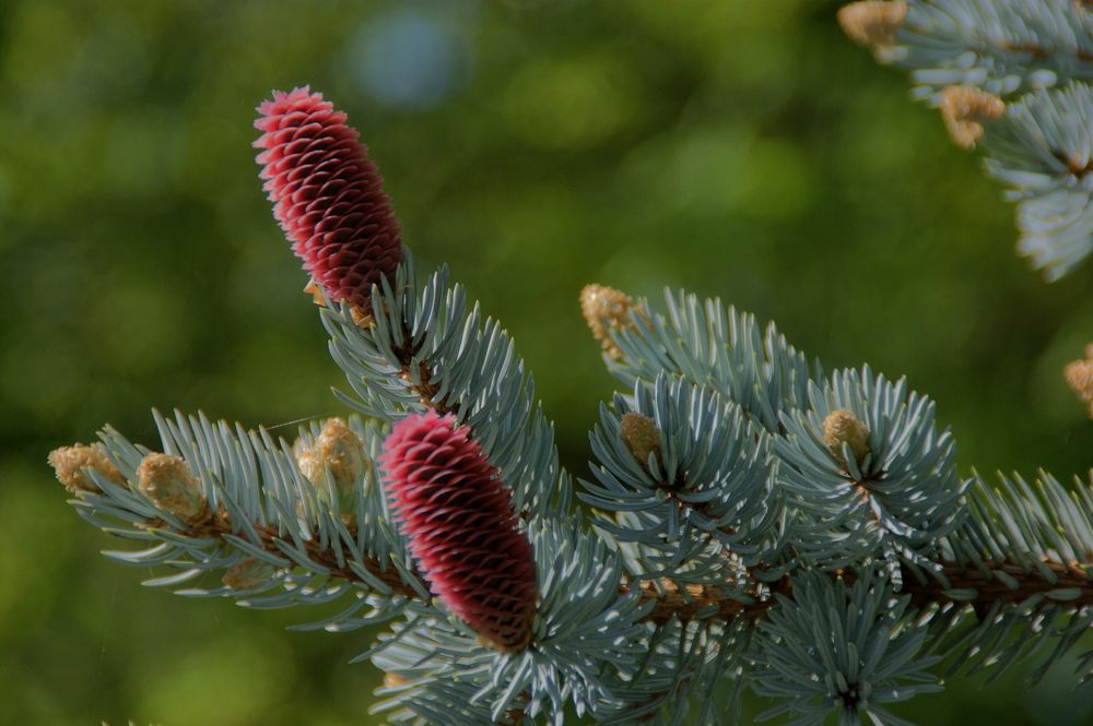 Фотография автора Sergej Roor