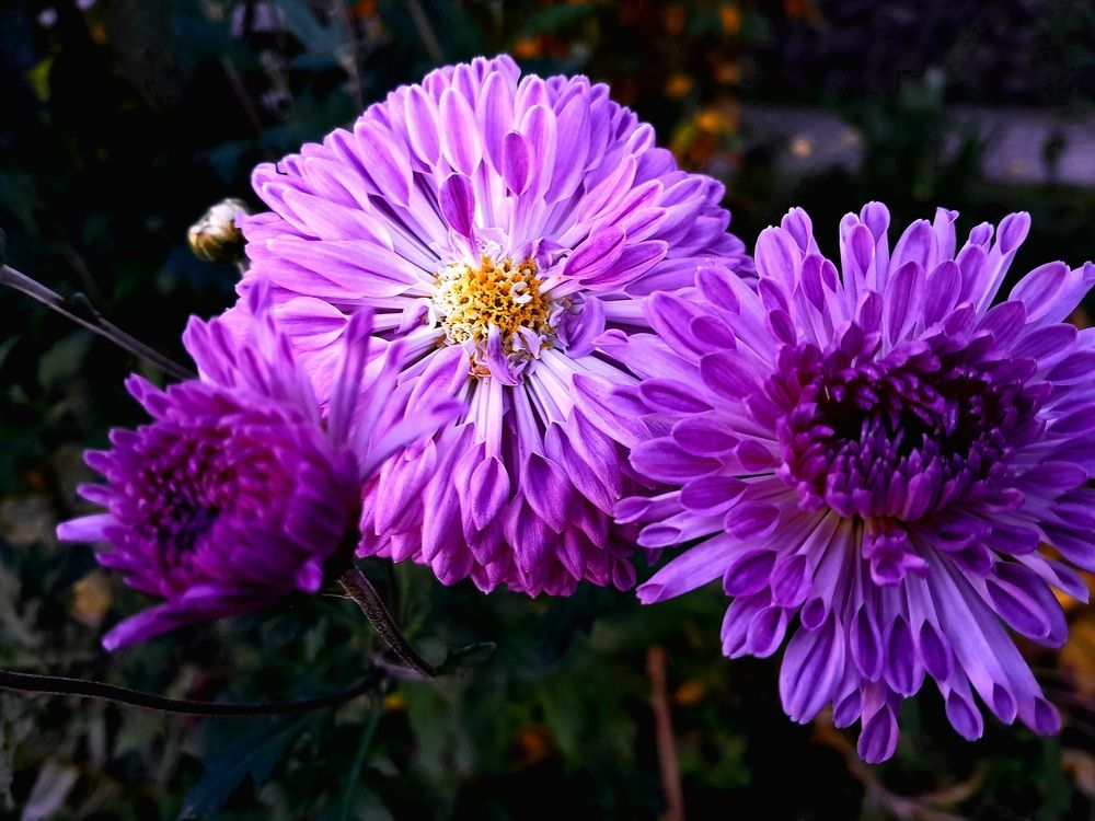 Photograph by Роман Маханов