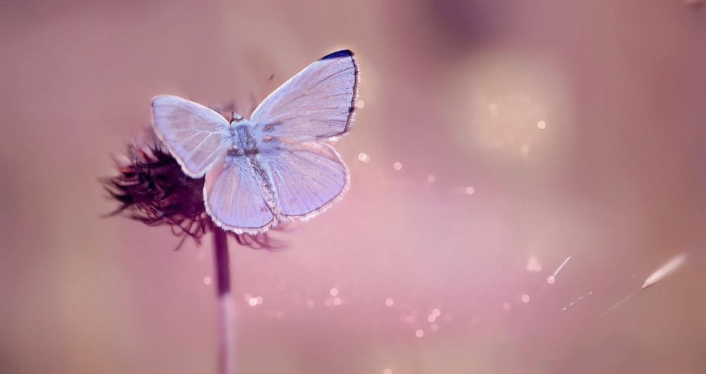 Фотография автора Katerina Georgieva