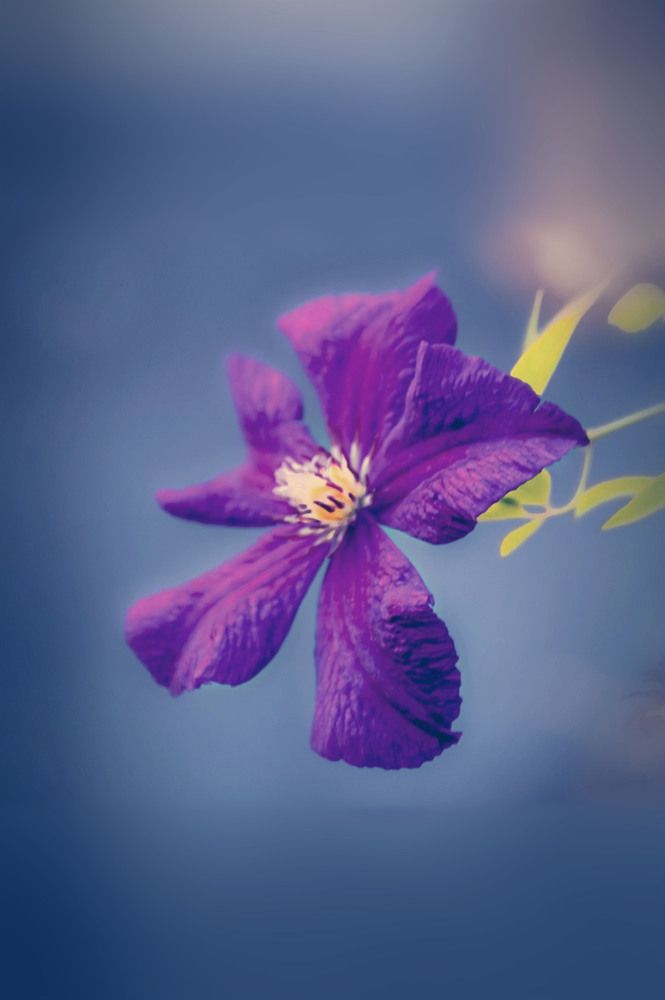 Фотография автора Katerina Georgieva