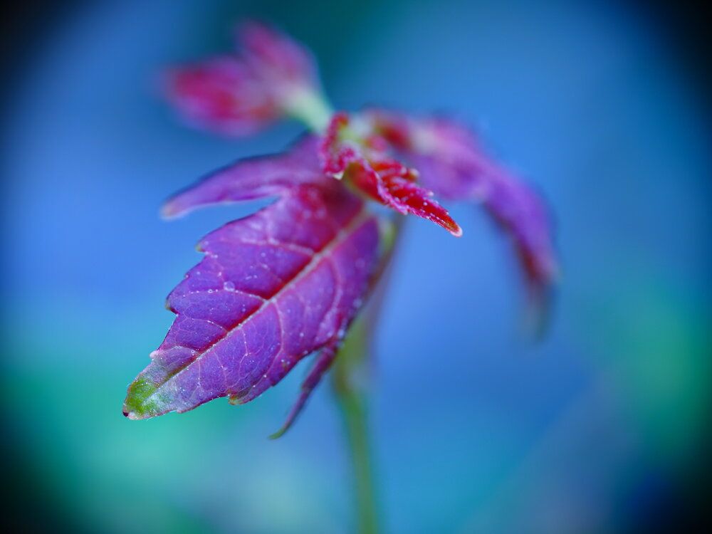 Photograph by Сергей Борисов