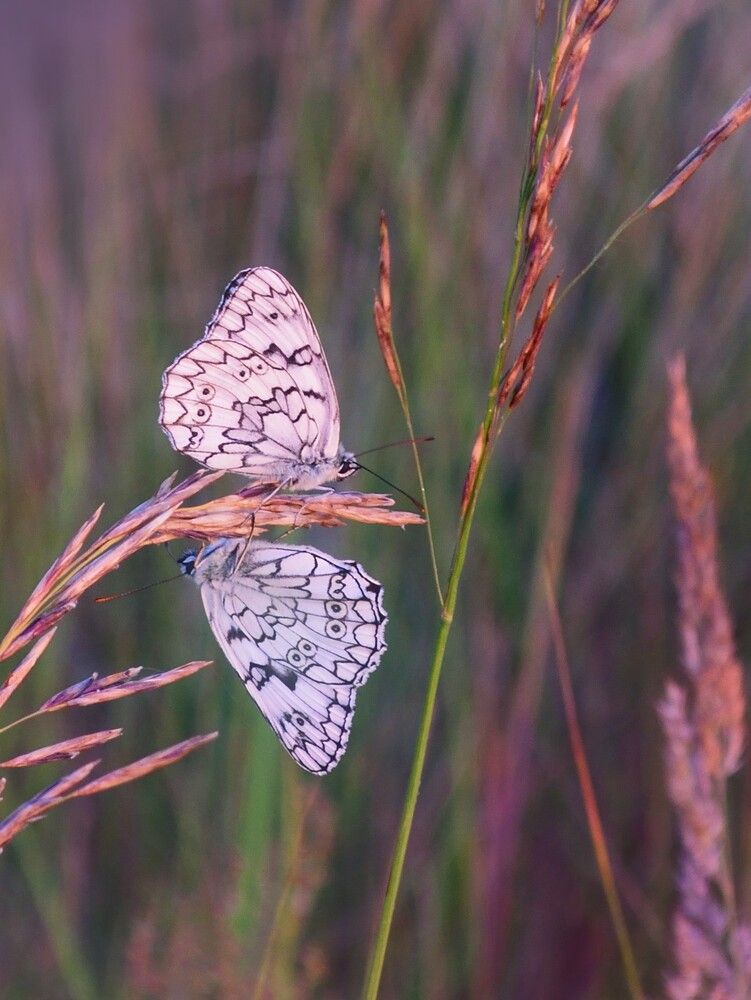 Подмосковным теплым вечером