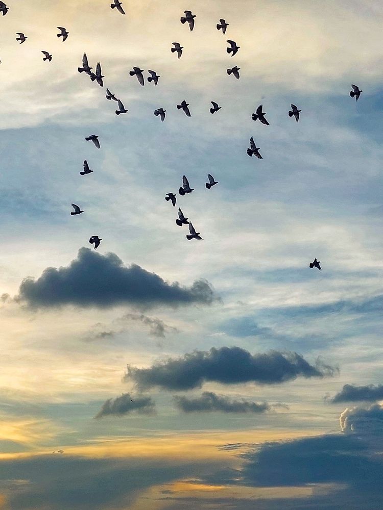 Wings of freedom