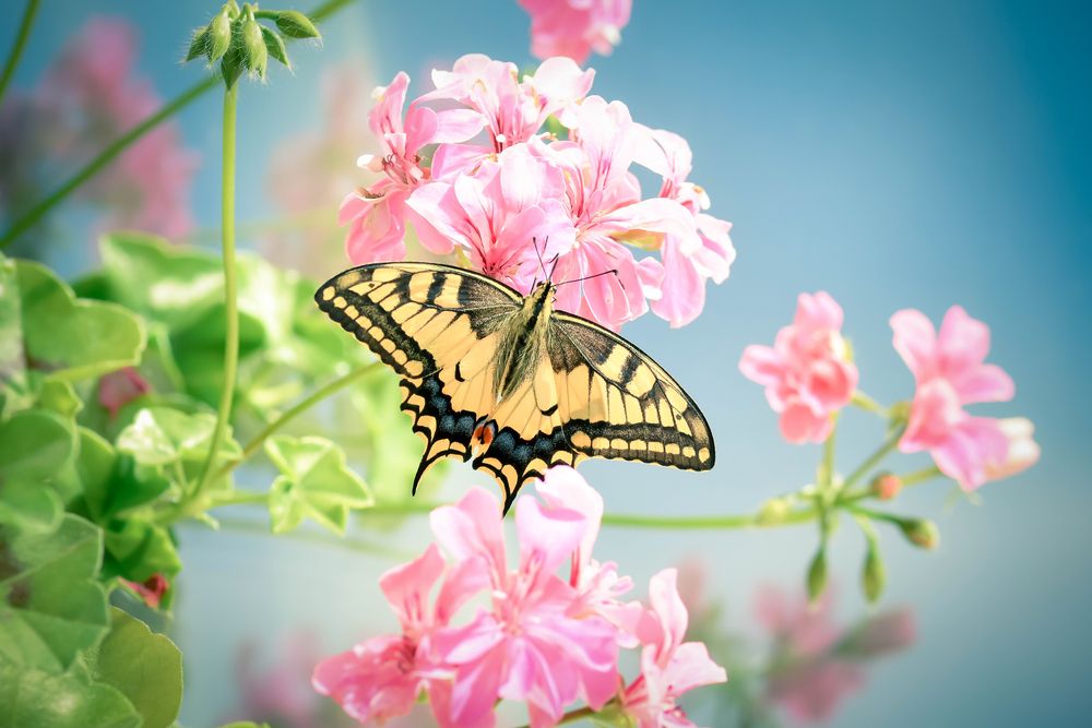 Photograph by Нели Арнаудова