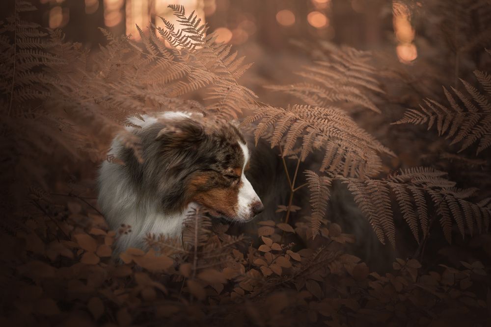 Wrapped in Autumns Whisper