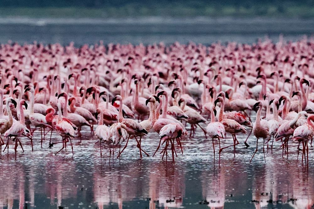 Розовое море