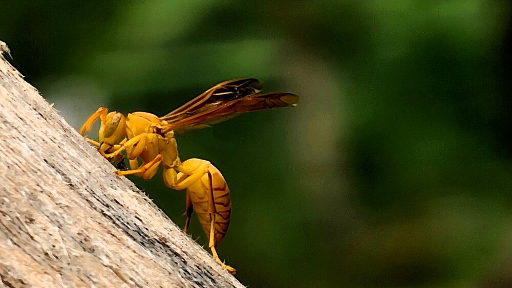 Photograph by G GOVIL