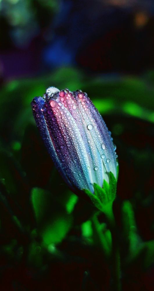 Photograph by Галина Перепечаева