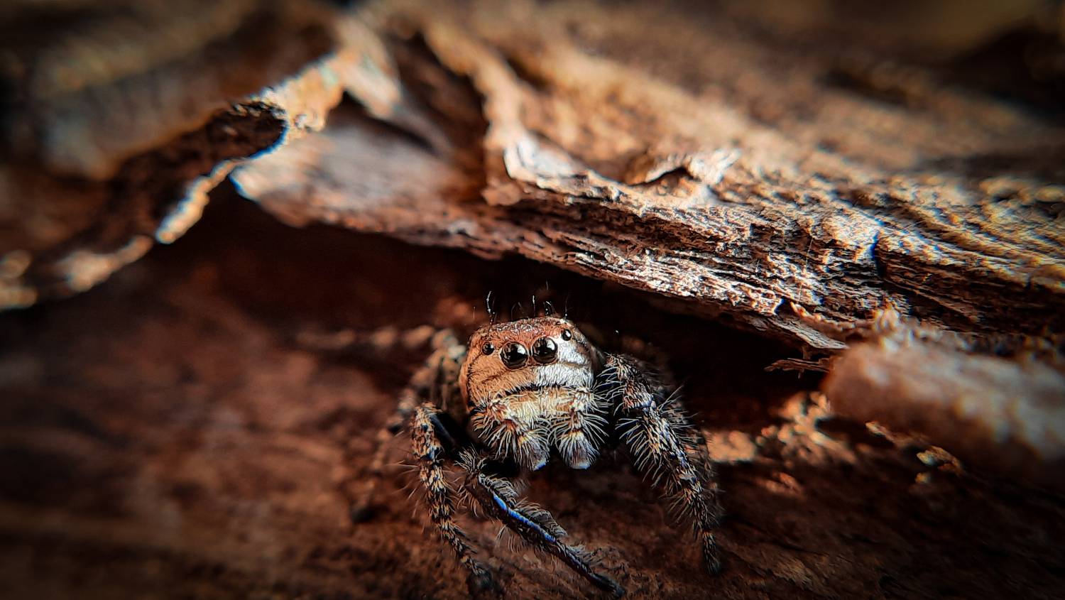 Curious Spider