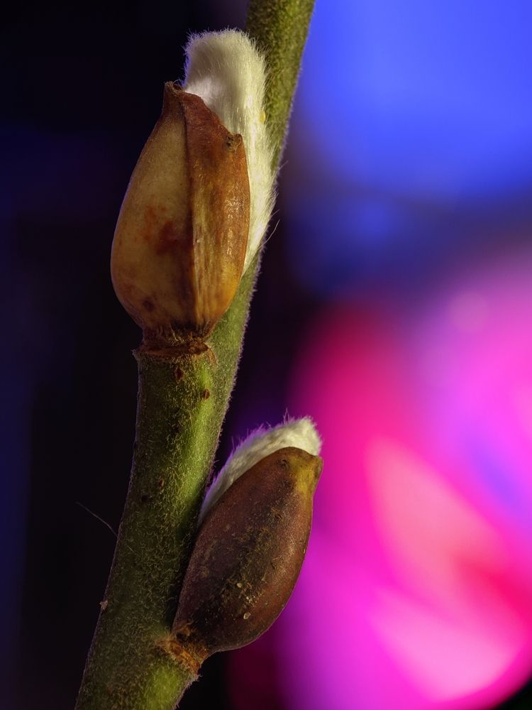 Photograph by Alexandr Gorelenkov