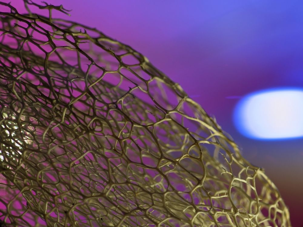 Photograph by Alexandr Gorelenkov