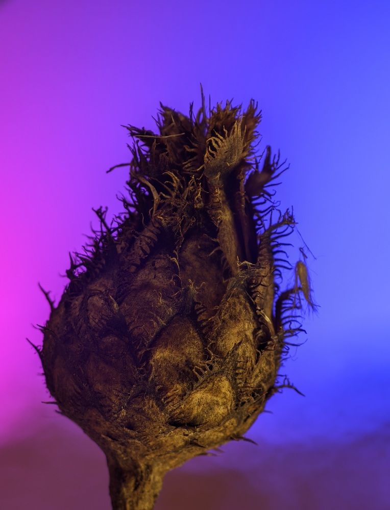 Photograph by Alexandr Gorelenkov