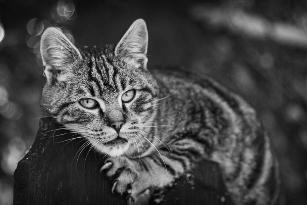 Cat on a fence