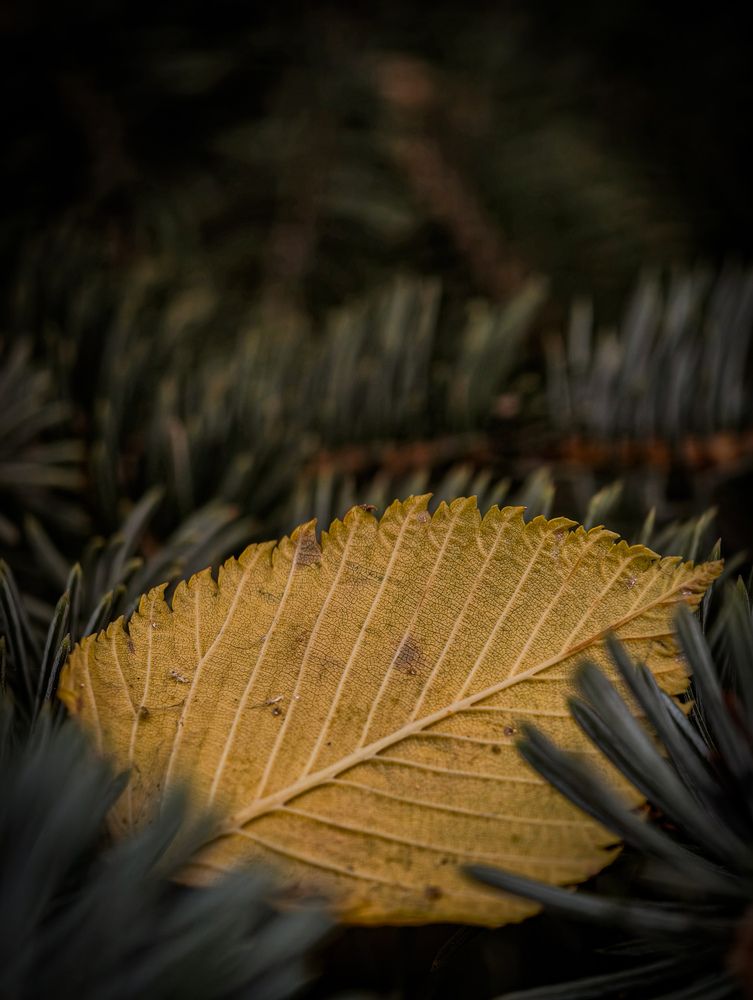 Photograph by Никита Красильников