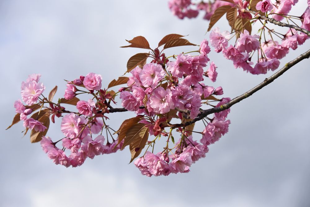 Весеннее чудо
