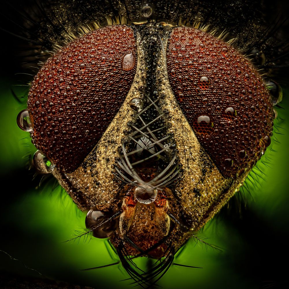Photograph by Derek Moorse
