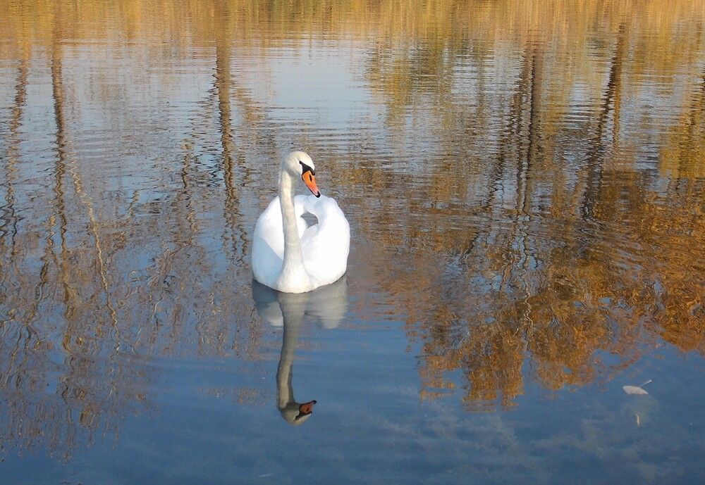 Photograph by Любовь Войводич