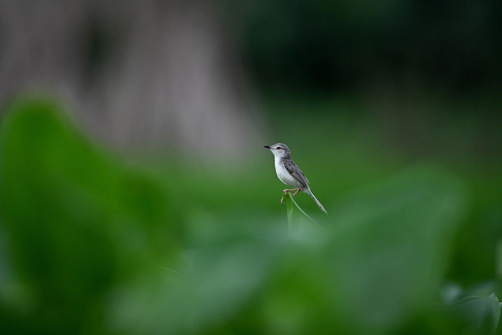 Фотография автора SRIMANTA RAY