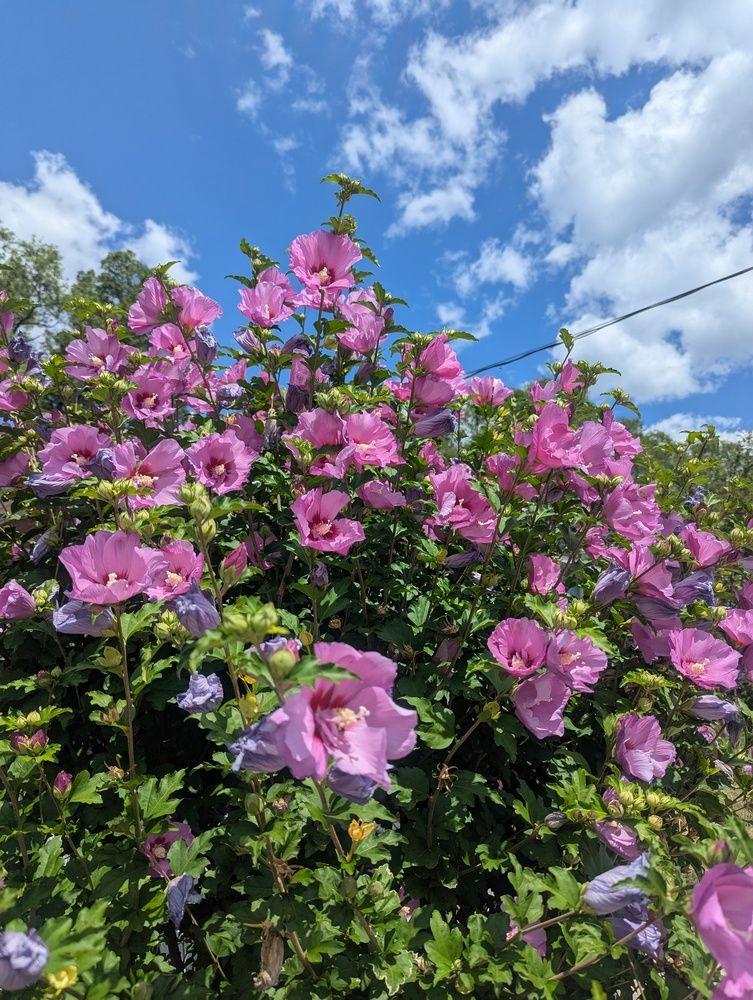 Photograph by Shaila Mahbub