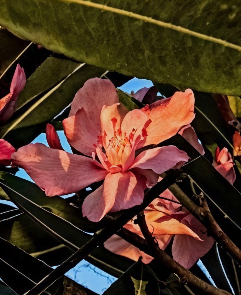 Фотография автора Militha Wut