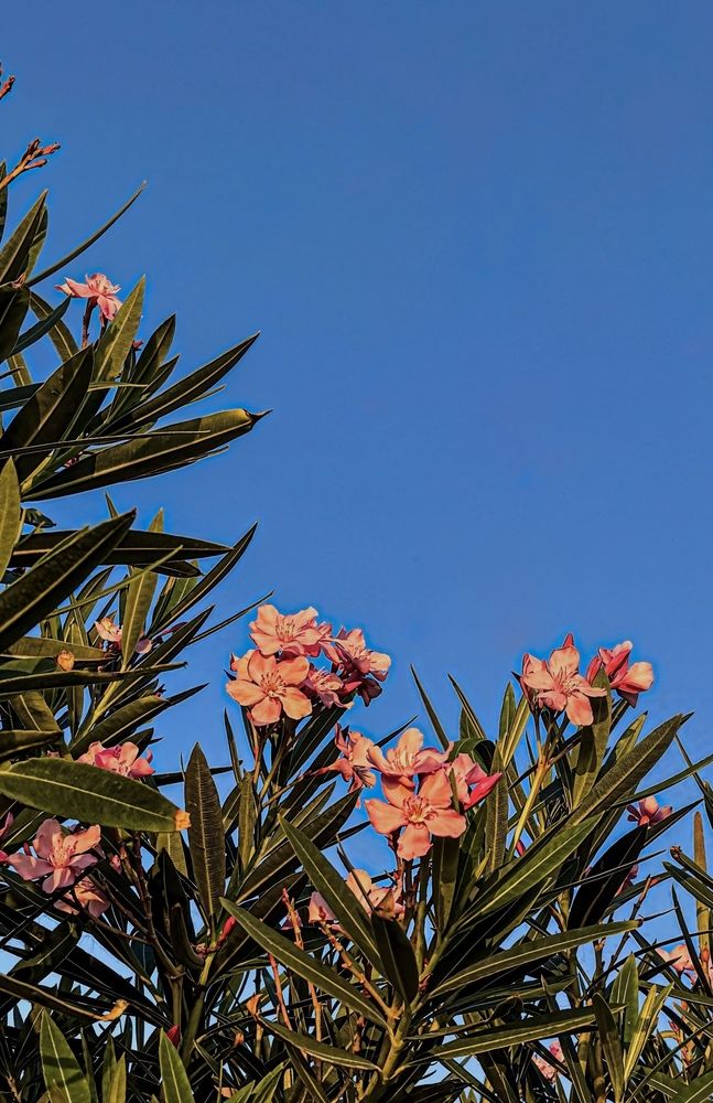 Фотография автора Militha Wut