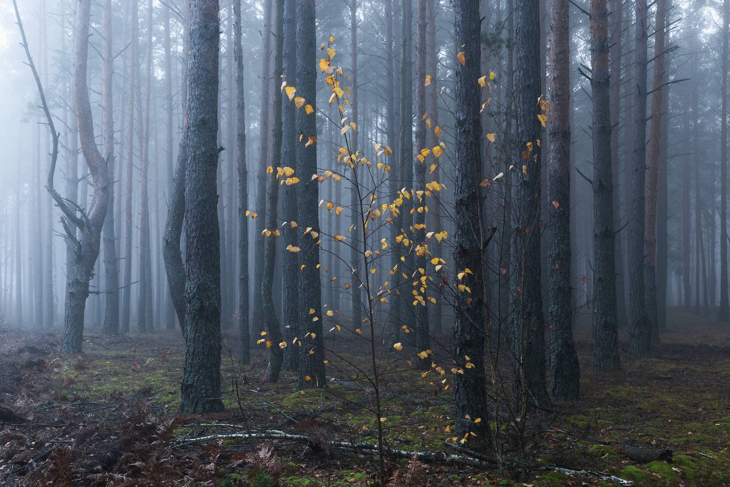 В лесу туманный ноябрь
