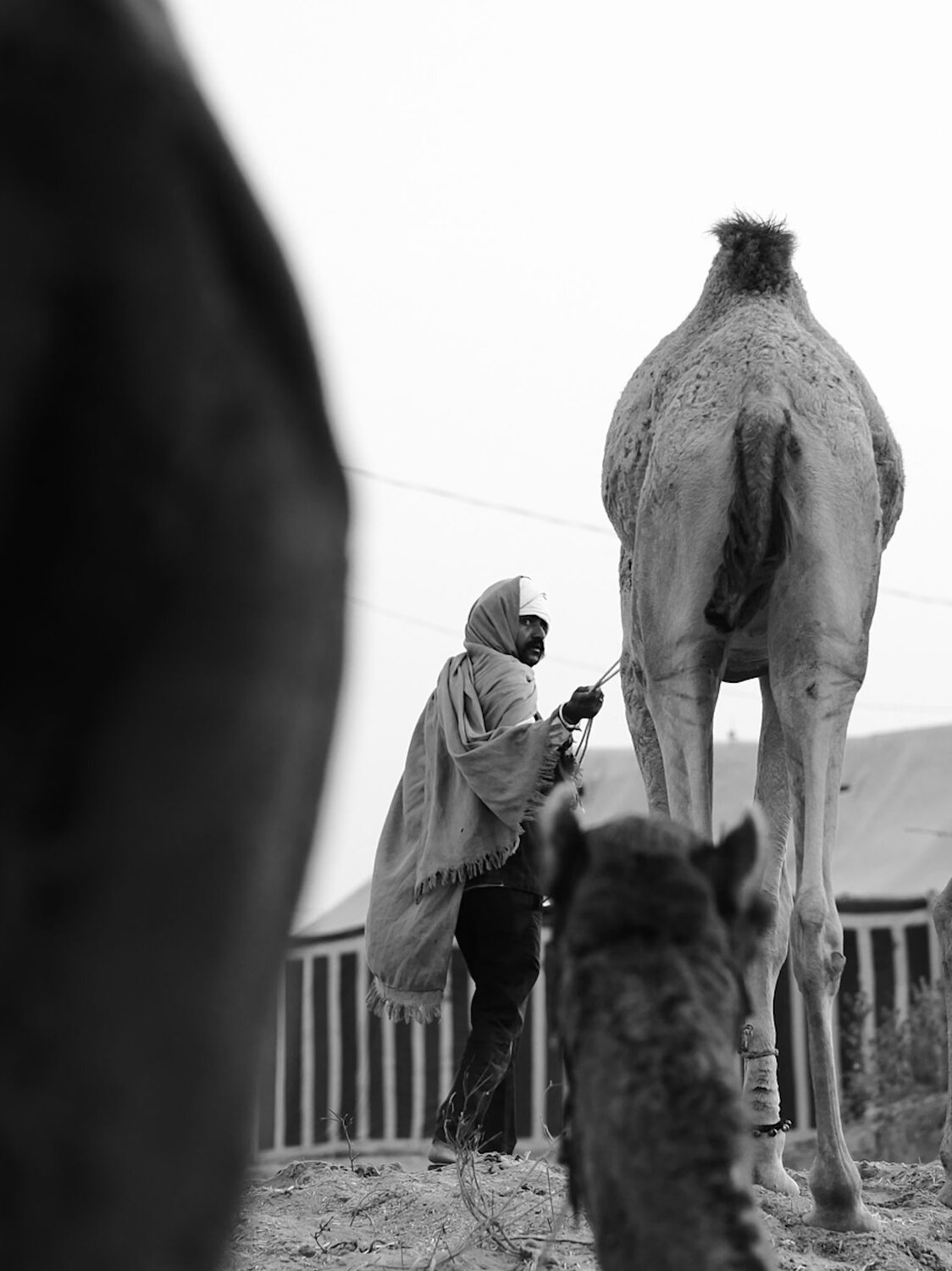Photo #12865946